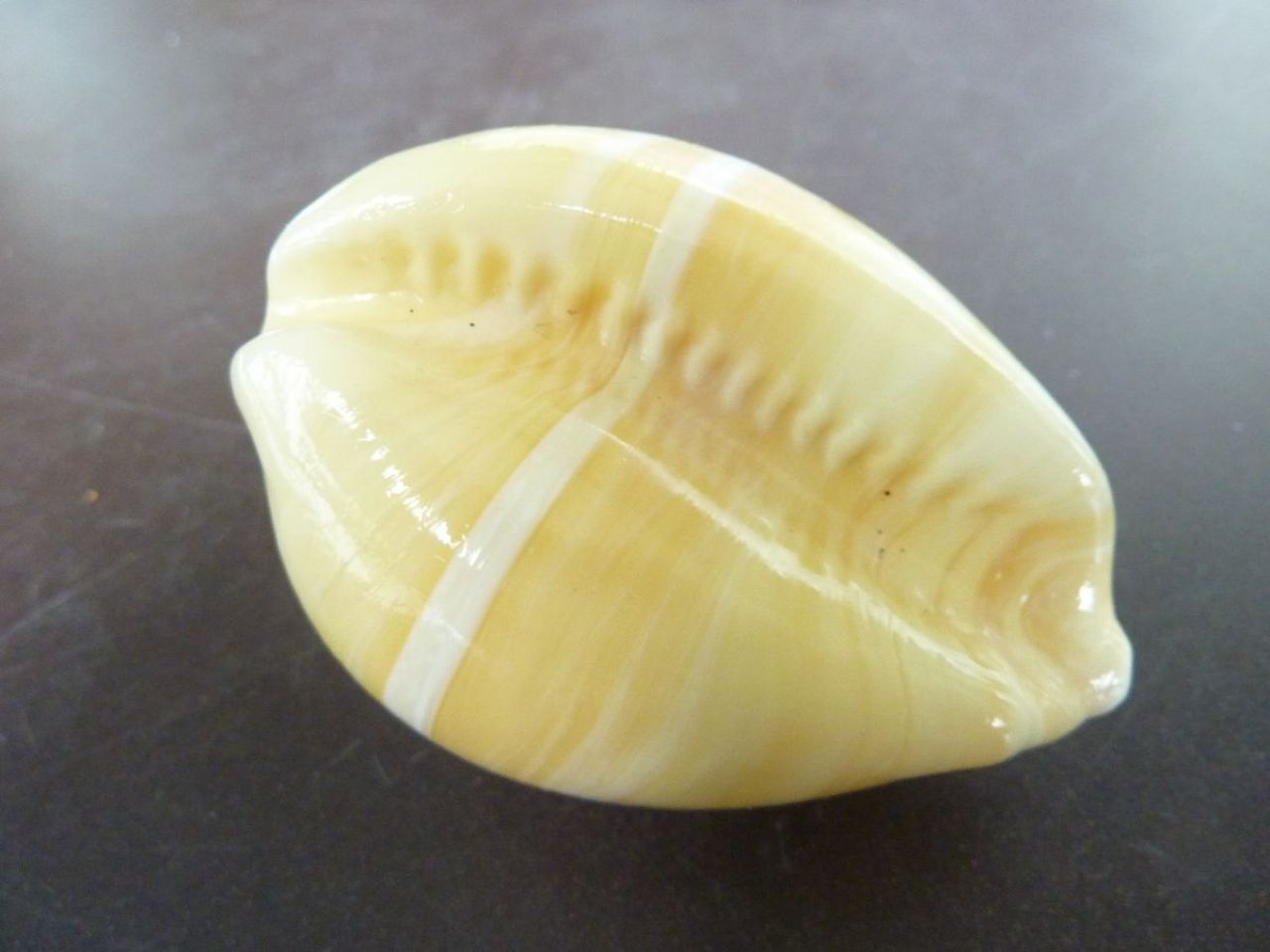 coquillage en verre, verre de Murano, verre soufflé, artisanat vénitien 
